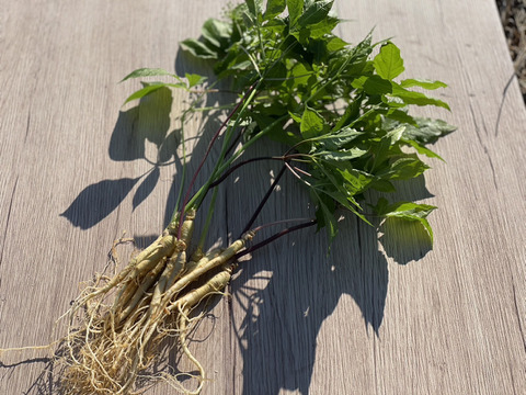 葉まで丸ごと！農薬不使用『高麗人参』10本セット