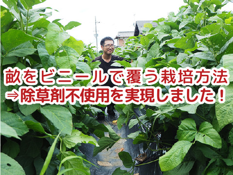 【完熟！】丹波篠山産黒枝豆250g（10月下旬収穫・さやのみ）/【購入目安】大人１人の１食分