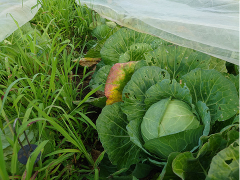 【訳有❗❗】ムキムキでゴチゴチしたキャベツ！100ｻｲｽﾞ4〜6玉入り　（内容量約8キロ）