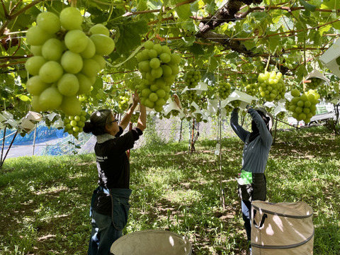 シャイン一房とクイーンニーナの切り落とし