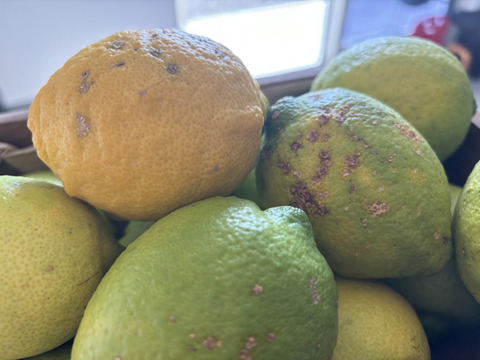 訳ありレモン　傷があっても美味しいです！！2ｋｇ