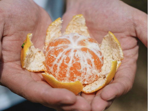 【訳ありだけど美味しさそのまま】愛媛みかん 5.5kg 愛媛県川上産