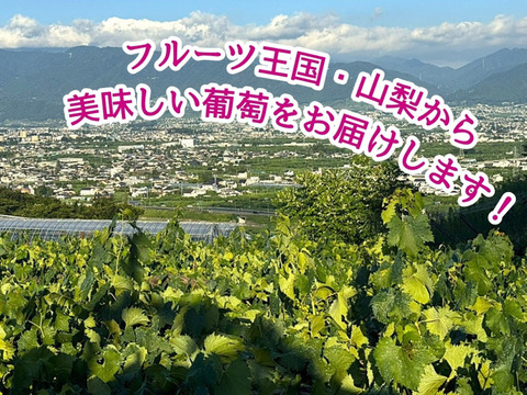 芳醇で濃厚な味わい！大粒『巨峰』1kg以上　2房〜4房