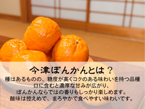 【濃厚な味と香り＆種あり】今津ぽんかん《ご家庭用 2kg》｜サイズ混合｜愛媛・西宇和産
