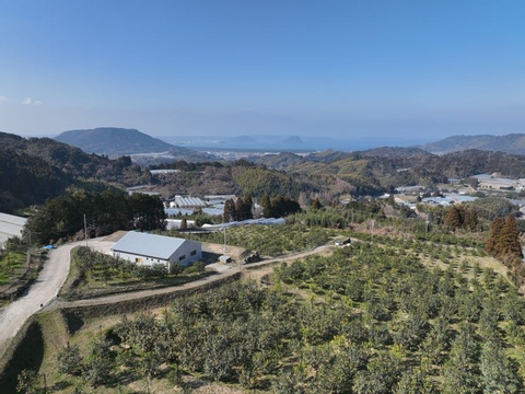 【父の日ギフト】日頃の疲れをレモンで元気に！リスボンベビーサイズ　1.5ｋｇ