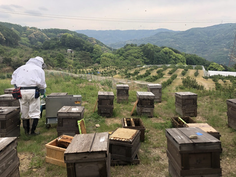 山が８割の和歌山だからこそ！山の花々から採れた蜂蜜(600g)　2023年度産