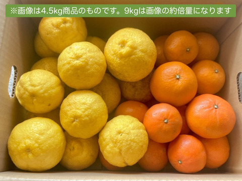 レア3種×キズ得🍊べにばえ🍊はれひめ🍊はるか 食べ比べ福岡柑橘セット 9kg (一部外皮キズあり)※発送は2月1日頃より開始いたします※
