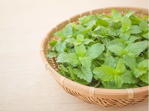 採れたて！新鮮スペアミント 100g 【農薬化学肥料不使用】