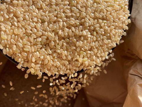 【米粉の玄米麺】（麺のみ）2食入×2袋　グルテンフリー　半生　特別栽培『コシヒカリ』使用