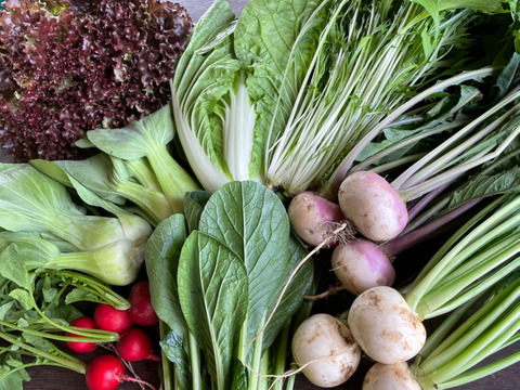 北総大地　寒暖差10度以上【農薬・化学肥料不使用】「旬野菜セット」Mサイズ 8〜9品