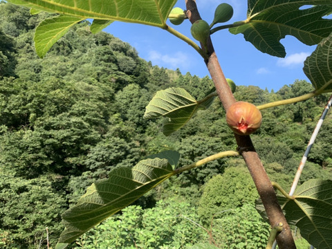 【ご家庭用】【蓬莱柿】広島県竹原市産露地いちじく約1kg（10個前後）