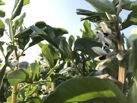 ＜訳あり＞だけど味は一級品！5月発送 春の味覚農家直送！甘くてしっとり房州そら豆4キロ。