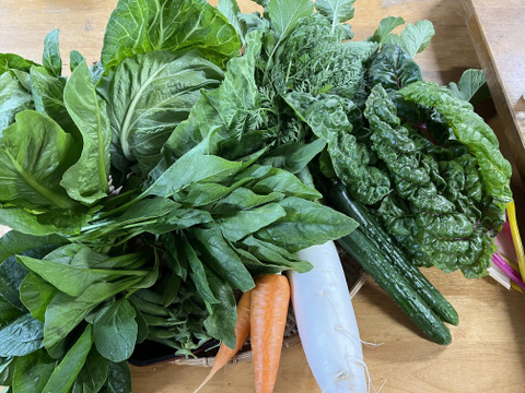 【定期便3ヶ月/旬で新鮮！】淡路島からお届けする新鮮野菜セット Mサイズ（9〜10品入り）の定期便