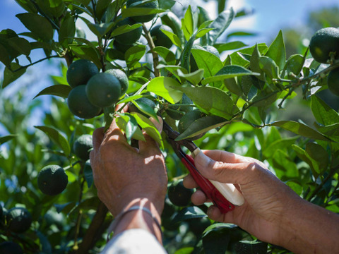 【とくしま県産】贈答用におすすめ！ 特選神山すだち1kg
