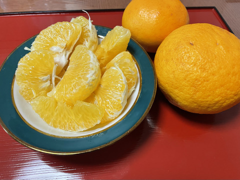 爽やか甘夏【9ｋｇ】果汁タップリ❗️ひとツブひとツブからはじける果汁が口の中に広がる！