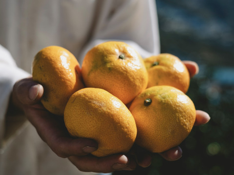 【大玉サイズ限定】五代目が厳選した愛媛みかん 3kg