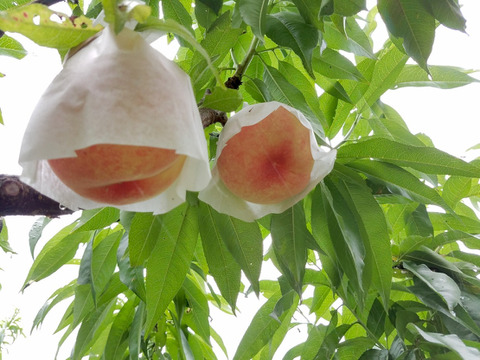 無農薬栽培の「美味しい桃」 / 和歌山県産 / 大箱 （約12〜15個 / 約4kg）