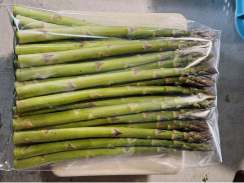 富良野産グリーンアスパラ（M-2L混合サイズ・800g）