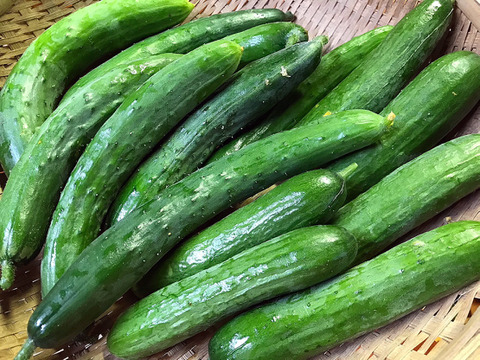 淡路島産農薬不使用！旬の夏野菜セット
★昨年より値引きしております。