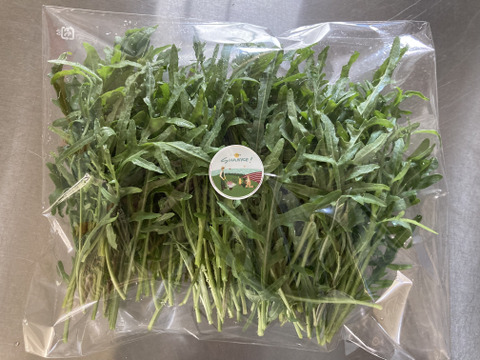 セルバチコ ワイルドロケット 約800g