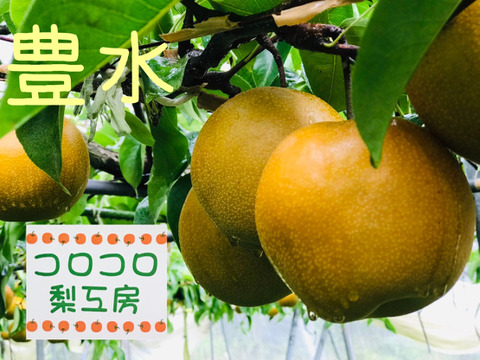 【糖度ピークです‼️】ちょっとだけ訳ありですが良品です😋豊水梨5kg(10-14個入)✨️甘い‼️とってもジューシーまるで梨ジュース🥤ひとつひとつ色付きを確認して樹上完熟で収穫します‼️