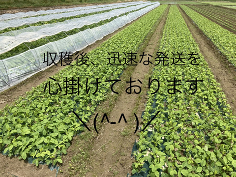 枝豆王国新潟から☆【1kg】まめ〜！枝豆！うんめよ(^^)