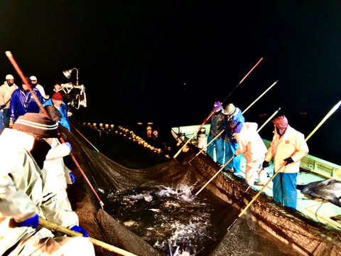 お刺身が絶品！朝獲れハガツオ（約２kg×２匹）