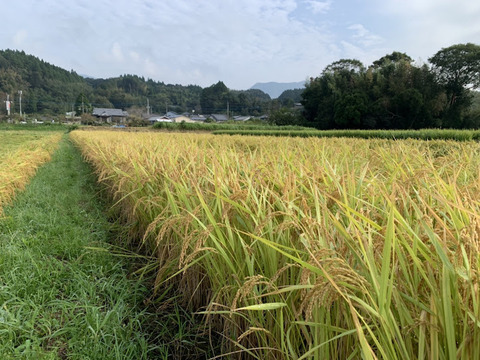 『やまのおこめ-ヒノヒカリ』玄米5ｋｇ【令和４年度米】「九州のお米コンクール」食味スコア81獲得！