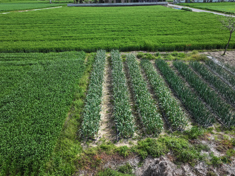 スーパーマーケットでは中々手に入らない　茨城県産　霧島にんにく　バラ2kg