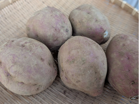 発送中🍠もはやスイーツ！ねっとり甘い安納芋Lサイズ５KG 焼き芋にピッタリ！五島の海水を使って育てました！農薬/化学肥料不使用 サツマイモ/さつまいも