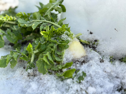 【雪中野菜セット】あまい、雪中白菜・雪中大根。