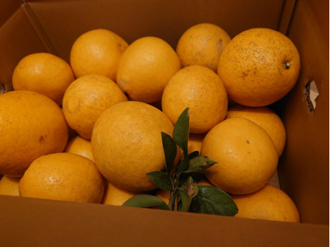 河内晩柑〔ジューシーオレンジ〕　　7.5k今季最後のみかんです。果汁たっぷりでとても美味しいですよ♪果実を絞ってジュースでも美味しいです。