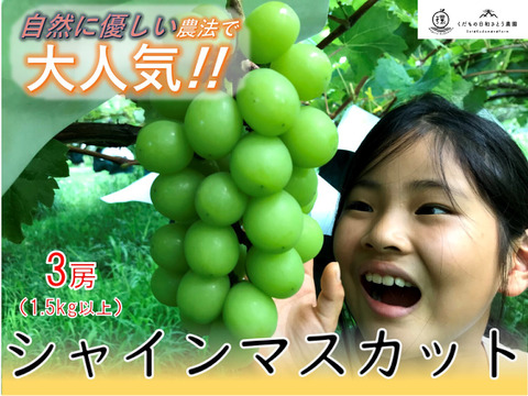 【加工用】【農薬節減】さっぱり味のシャインマスカット（3房1.5kg以上）