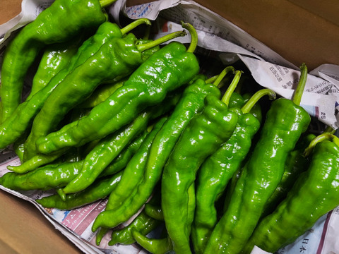 夏の1番人気！肉厚！！鴨さんの甘長とうがらし(1.3kg)