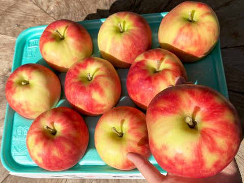 🍎ジョナゴールド🍎3kg 農薬半減栽培✨ジューシーで爽やかな酸味🍎贈り物にも👌特選りんご