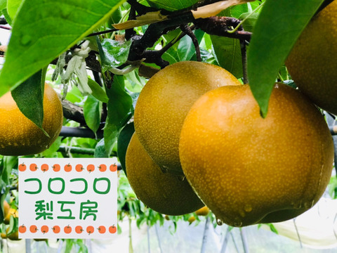 糖度ピーク‼️【甘熟。豊水梨。ほぼほぼ果汁です】贈答用約2.2kg(4~7個
