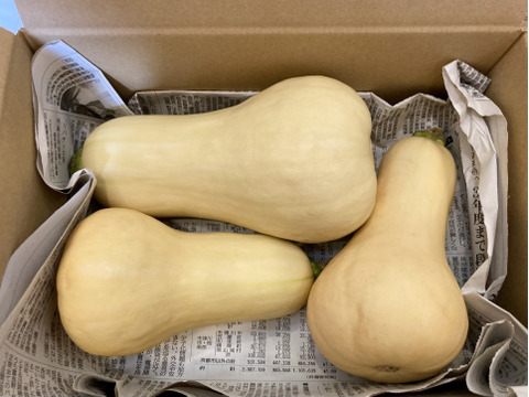 ★栽培期間中農薬肥料不使用！！★ねっとりと甘い！！【バターナッツかぼちゃ】約1.6キロ