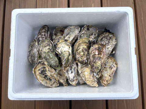 生食用３kg 牡蠣王国広島の殻付き牡蠣（目安：３４～５５粒）HIROSHIMA Oystersの「広島牡蠣」浄化した牡蠣なので安心安全！