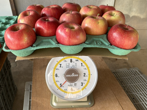 長野県産　サンふじ　　　特価！　ご家庭用　5キロ箱　11玉~14玉