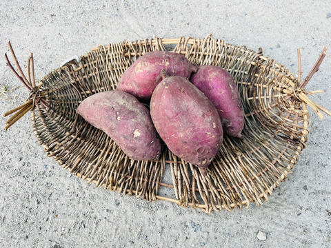 今が旬！淡路島 サツマイモ シルクスイート 10kg