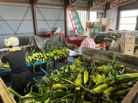 【予約必須】北海道産 たった2回のみの収穫！！メロンより甘い⁉糖度17度のトウモロコシ！10本入り！3・4人家族用