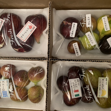 えとさんがさかい農園さんの完熟いちじく多品種盛り合わせが 届いたよ を投稿しました 食べチョク