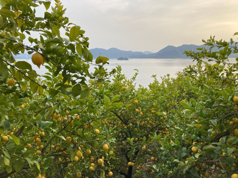 無・瀬戸田レモンC級品(1kg)