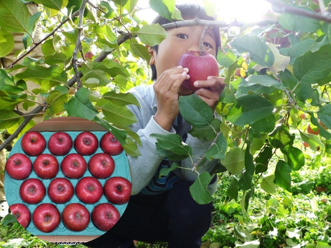 【大切な方へ】贈答用サンふじ5キロ18玉【葉とらず・やや大玉】JA基準より60％減の低農薬栽培