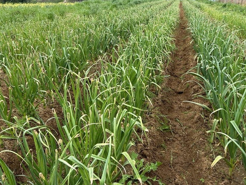 ★令和7年新物ニンニク★（福地ホワイト６片・L,Mサイズ・１kg）