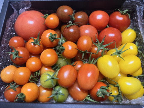カラフルで甘いミニトマトの【おまかせ】詰め合わせセット（１ｋｇ） 新鮮配送！ 完熟ツヤツヤ！魔法の美味しさ！