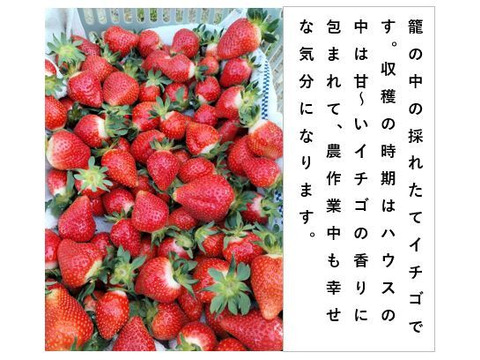 イチゴ 完熟で香り高い！＜揺りかごパック /１パック＞