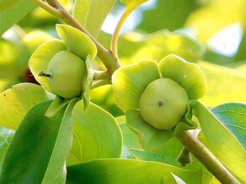 【樹上完熟】南国土佐 完熟蜜柿２ｋｇ（１０～１４玉）ご家庭用 農薬不使用 自然栽培 四万十産