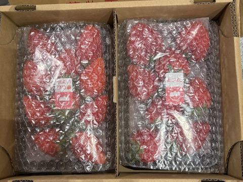 【おまかせ食べ比べ】いちご たっぷり1kg！やよいひめ•よつぼし•おいCベリーから、採れたての新鮮ないちごを2、3品種、サイズおまかせでお届け！甘さ、味の違いを楽しんで！