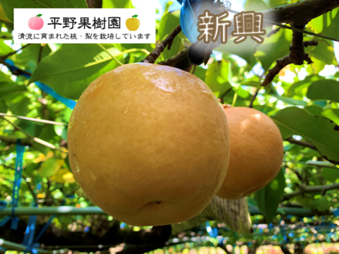 今季最後の梨！『清流球磨梨』新興　約10kg【5kg箱(5〜14個入り)を2箱重ねてお届け】